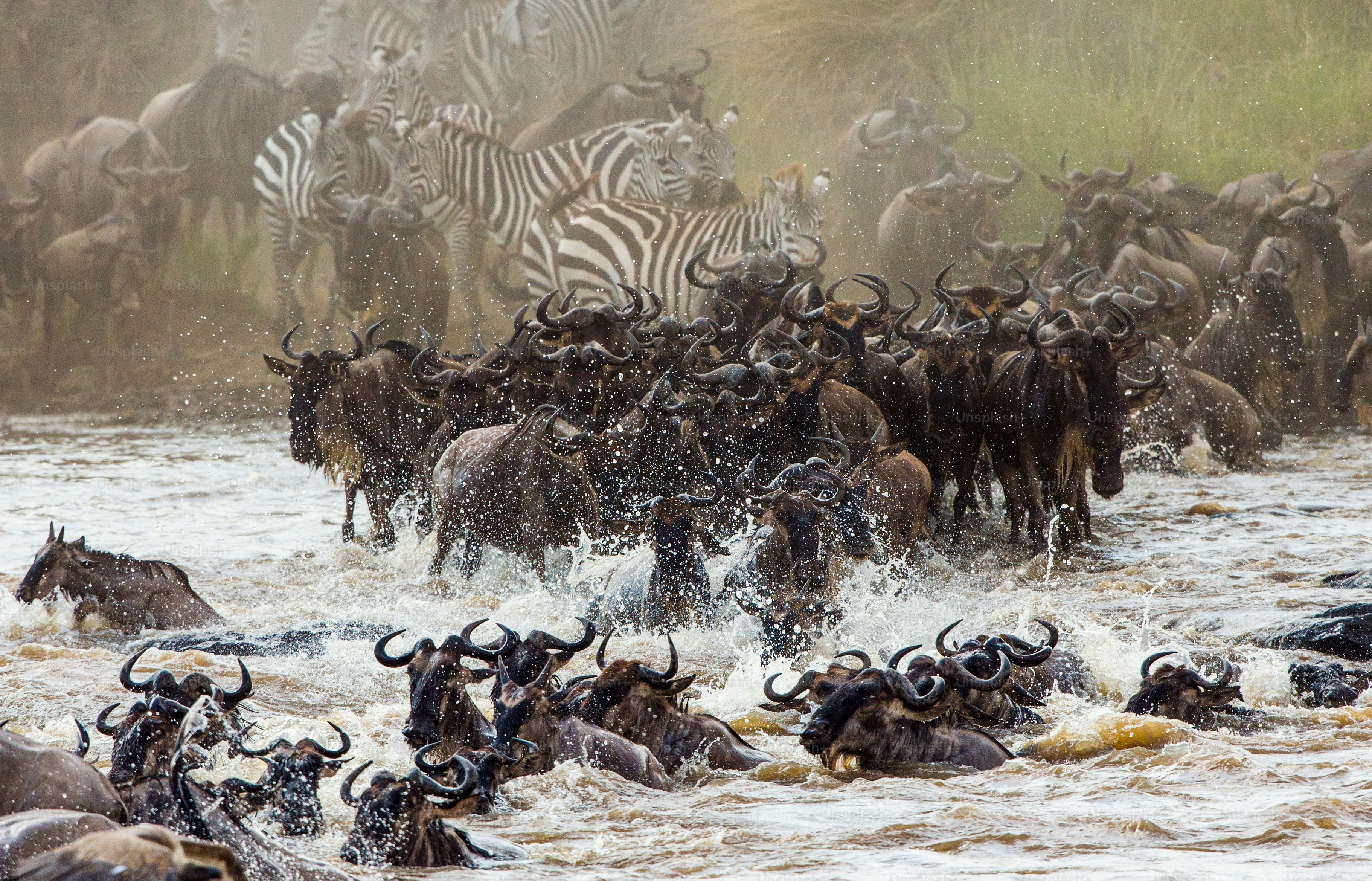 Wildebeests are crossing Mara river. Great Migration. Kenya. Tanzania. Masai Mara National Park. An excellent illustration.