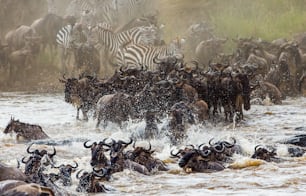 Los ñus están cruzando el río Mara. Gran Migración. Kenia. Tanzania. Parque Nacional Masai Mara. Una excelente ilustración.
