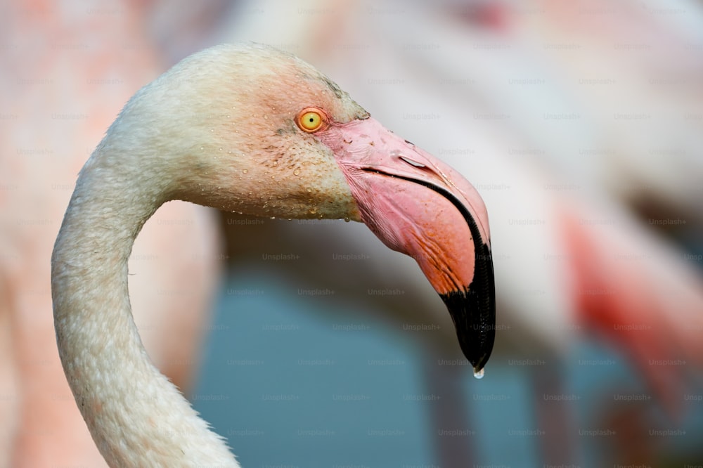 Portrait of a beautiful greater Flamingo photographed in Camargue