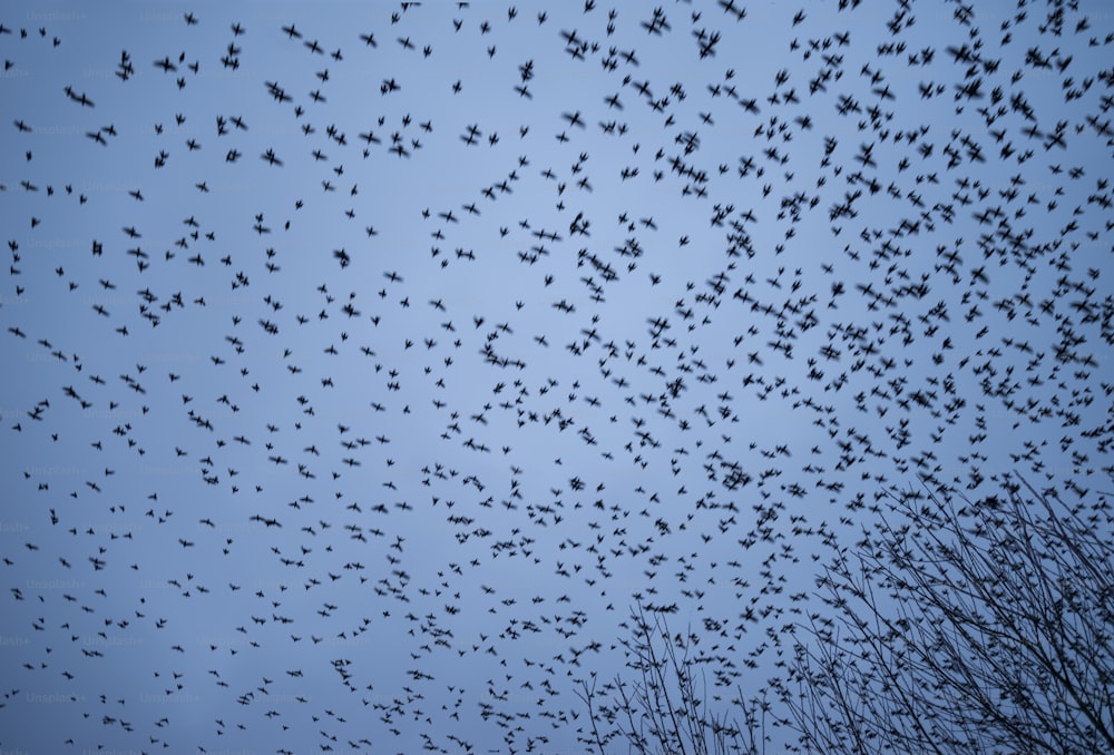 Huge starling murmuration over wetlands lake landscape in Autumn Winter