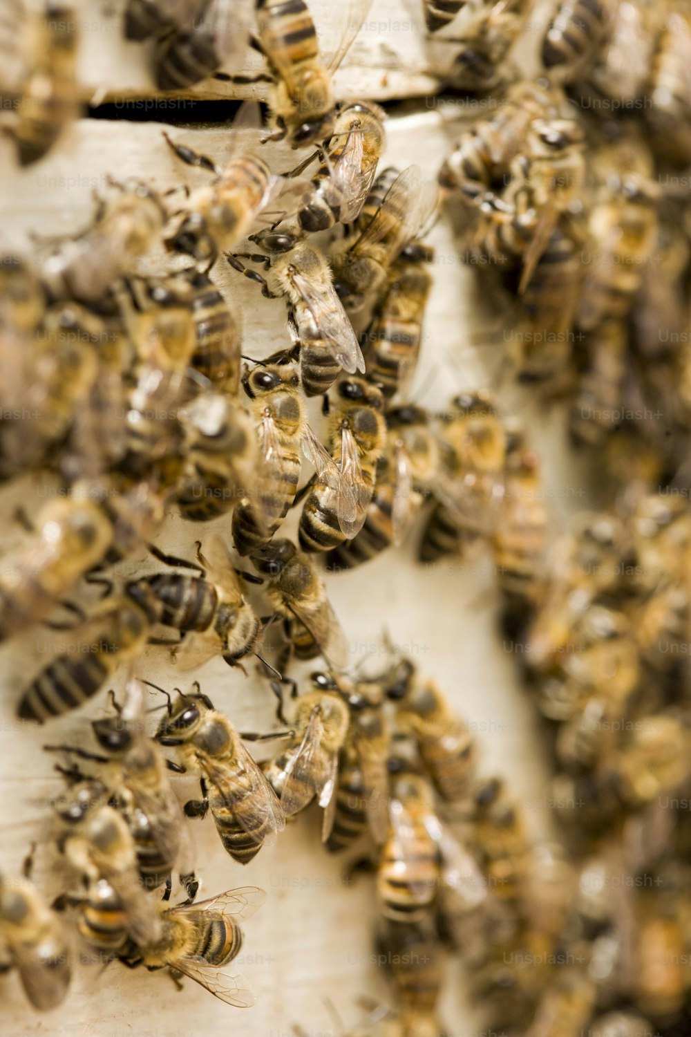 a bunch of bees that are on a piece of wood