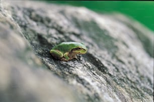 a green frog sitting on top of a rock