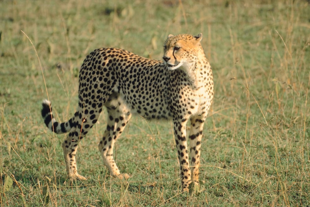a cheetah standing in the middle of a field
