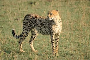 a cheetah standing in the middle of a field