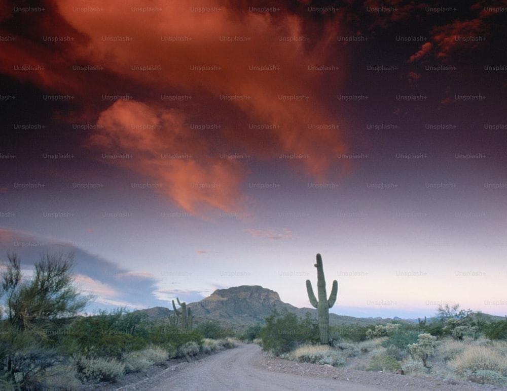 Un camino de tierra con un cactus en primer plano