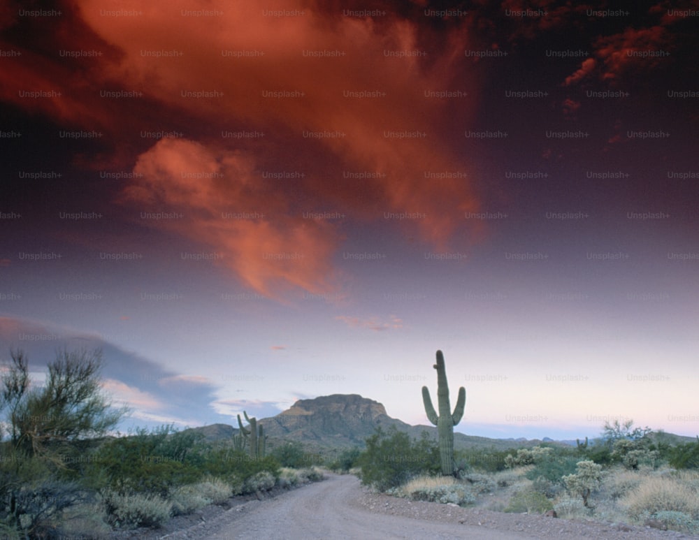 a dirt road with a cactus in the foreground