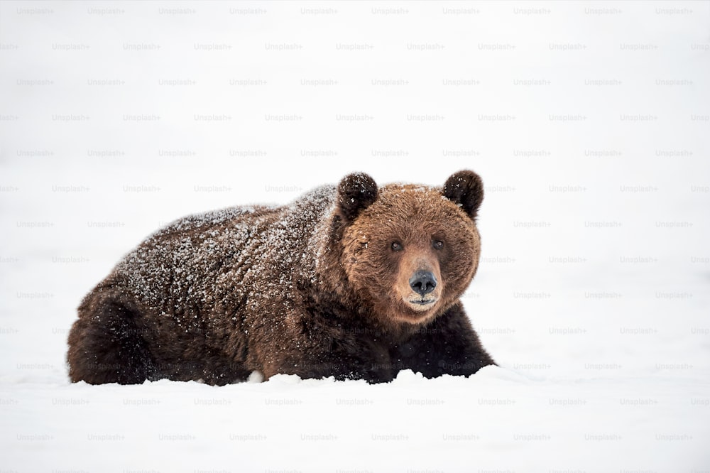 Urso pardo deitado na neve em um dia frio de abril