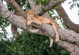 Lioness lying on a big tree. Close-up. Uganda. East Africa. An excellent illustration.