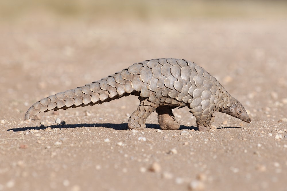 Pangolin hunting for ants.