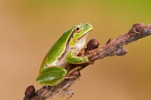 Hila arborea, european tree frog is a small, green tree frog