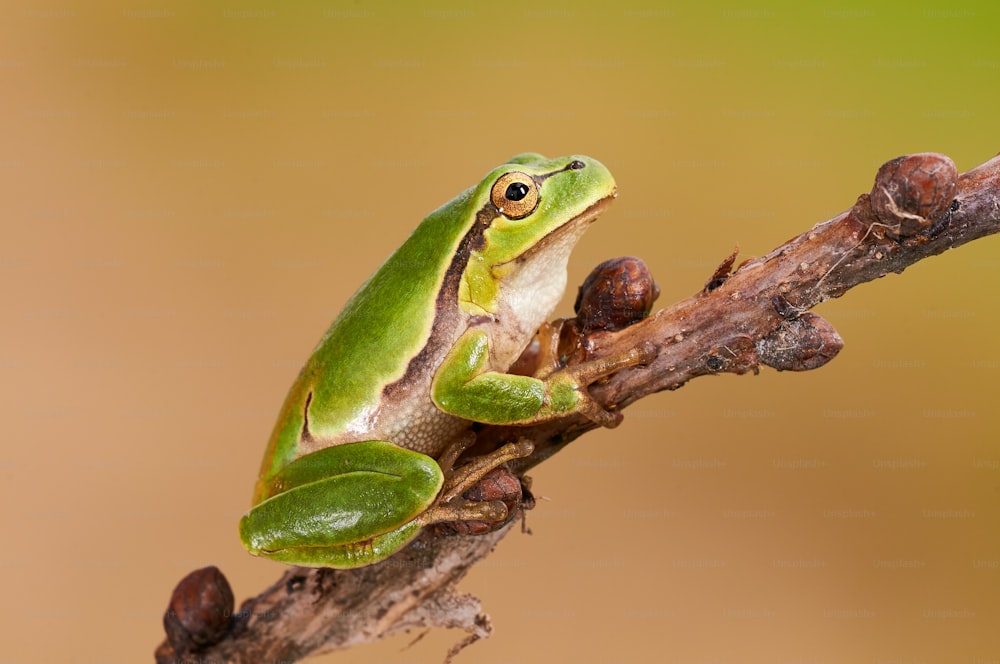 Hila arborea, european tree frog is a small, green tree frog