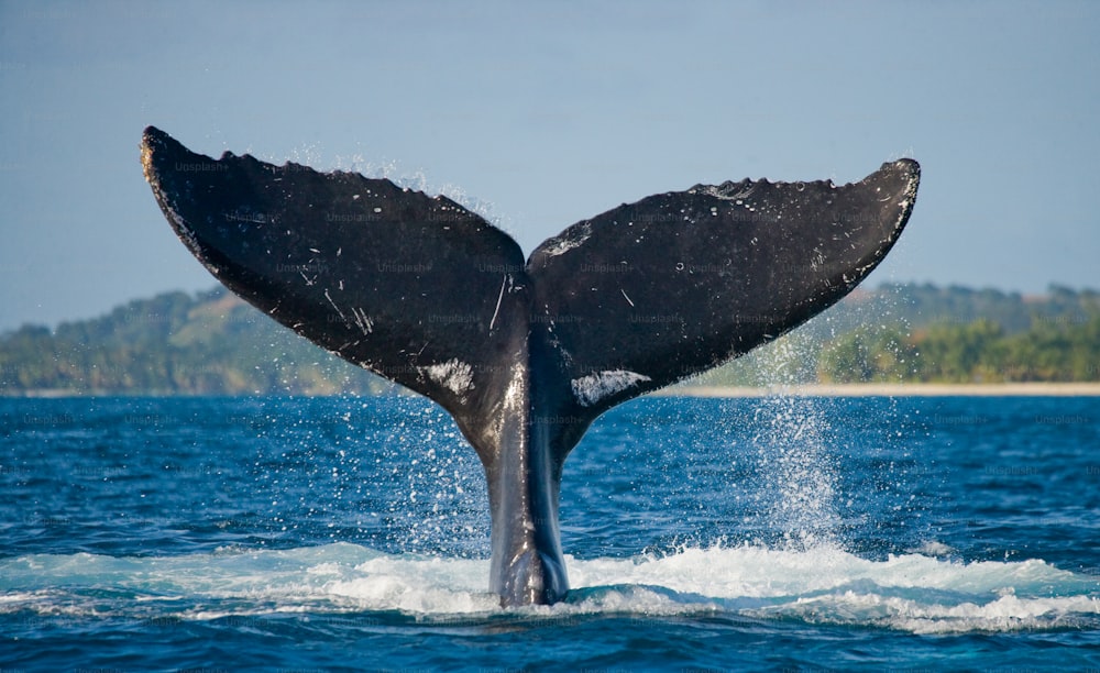 A cauda da baleia jubarte. Madagáscar. Ilha de Santa Maria. Uma excelente ilustração.