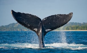 La cola de la ballena jorobada. Madagascar. Isla de Santa María. Una excelente ilustración.