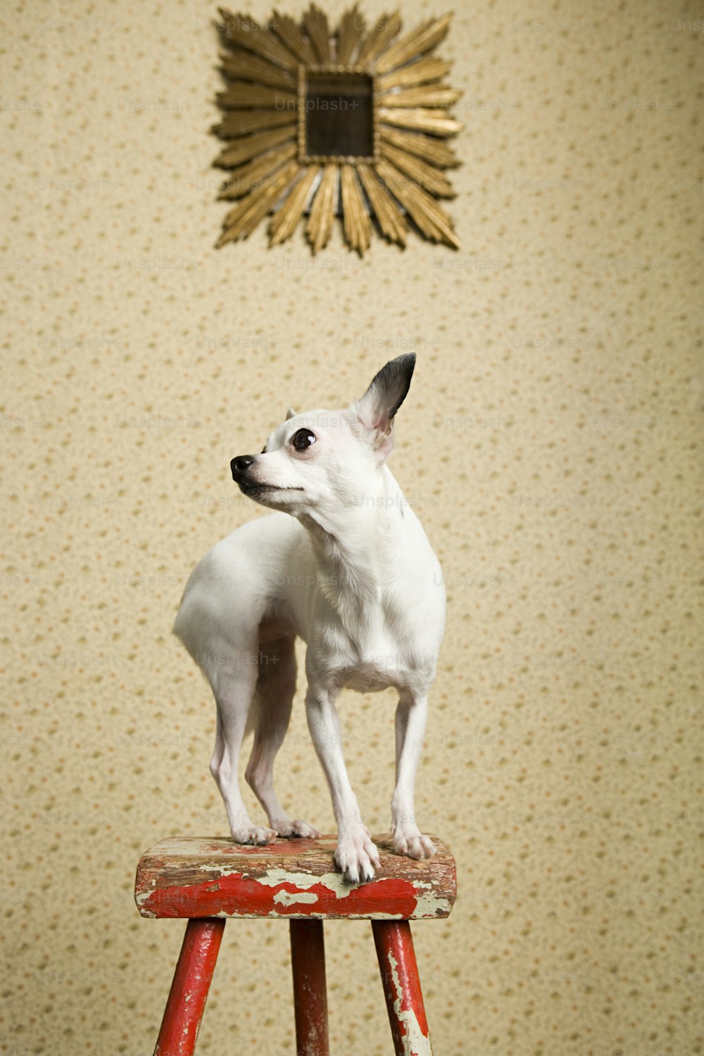 a small white dog standing on top of a red stool