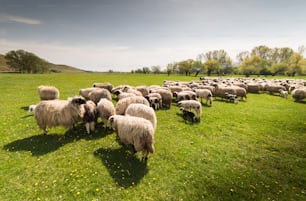 牧草地の羊の群れ - 春の牧草地