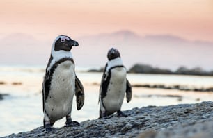 夕暮れ時の石の上のアフリカペンギン。アフリカペンギン(Spheniscus demersus)は、ジャッカスペンギンやクロアシペンギンとしても知られています。ボルダーズコロニー。南アフリカ