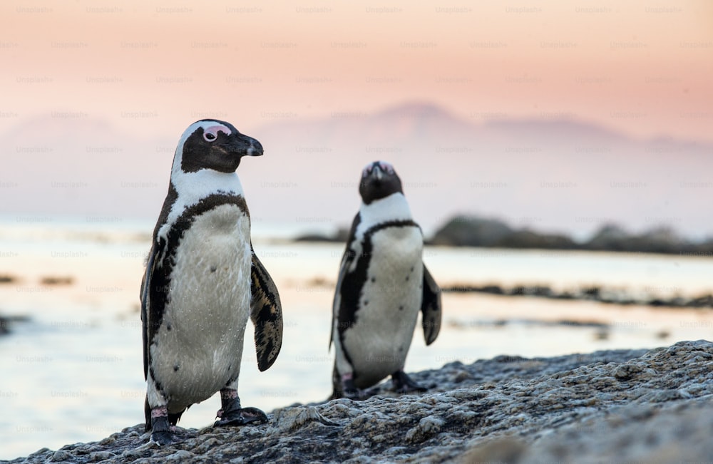 Afrikanische Pinguine auf dem Stein in der Abenddämmerung. Afrikanischer Pinguin (Spheniscus demersus) auch bekannt als Jackass-Pinguin und Schwarzfußpinguin. Felsbrockenkolonie. Südafrika