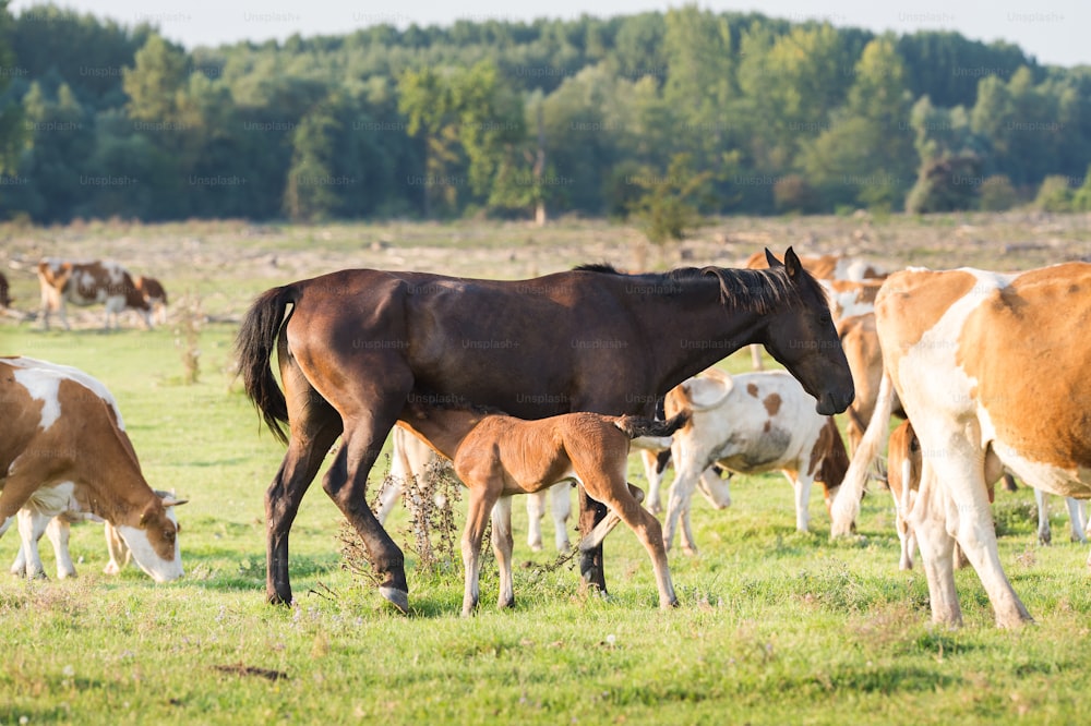 Eine Stute steht neben ihrem Fohlen mit Kühen