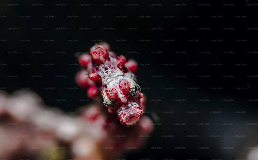 A seahorse in Pacifc Ocean