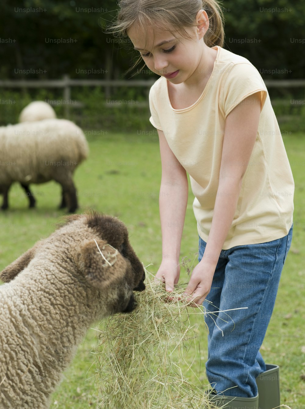 Une jeune fille nourrissant un mouton dans un champ