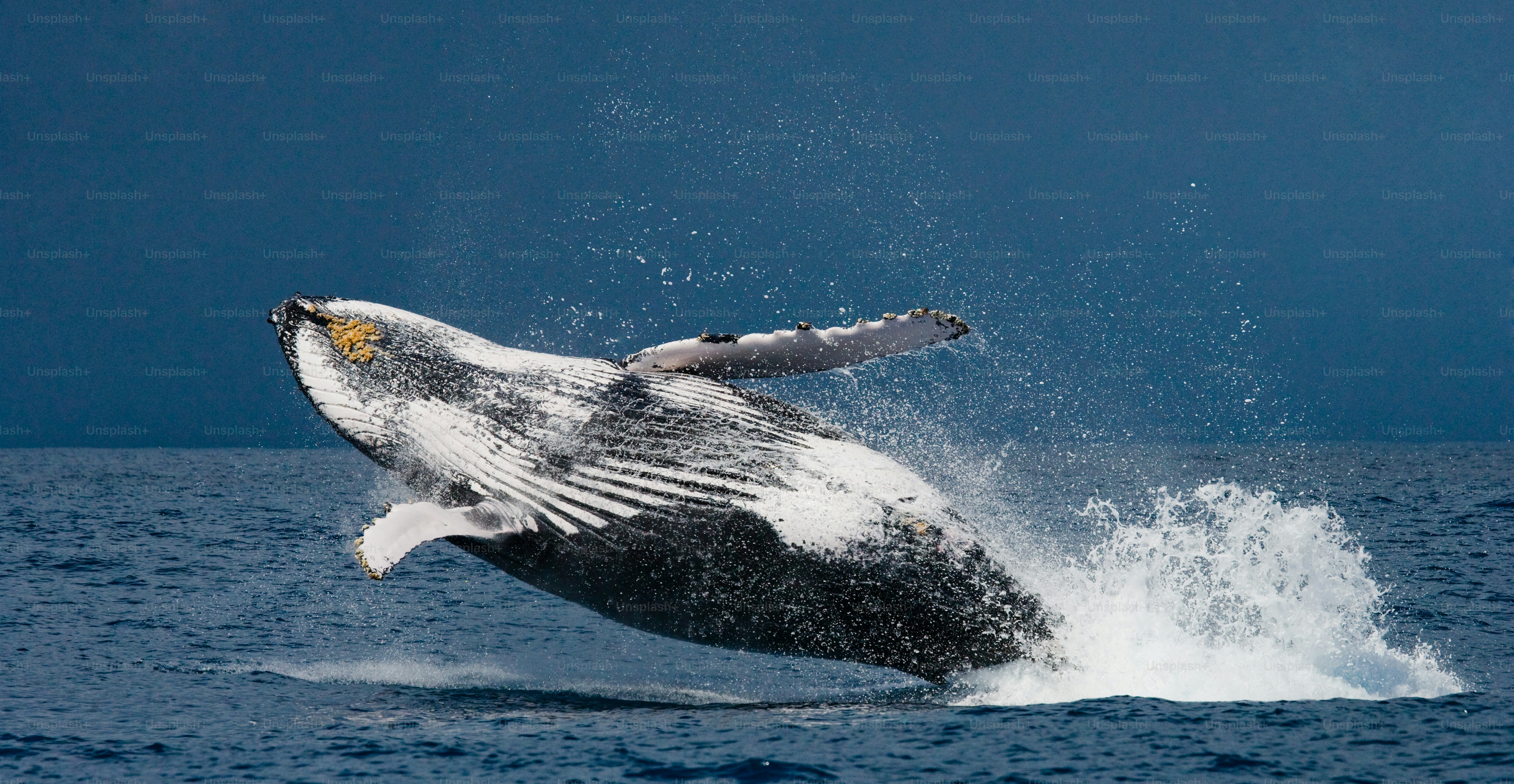 Humpback whale in the water. Madagascar. St. Mary's Island. An excellent illustration.