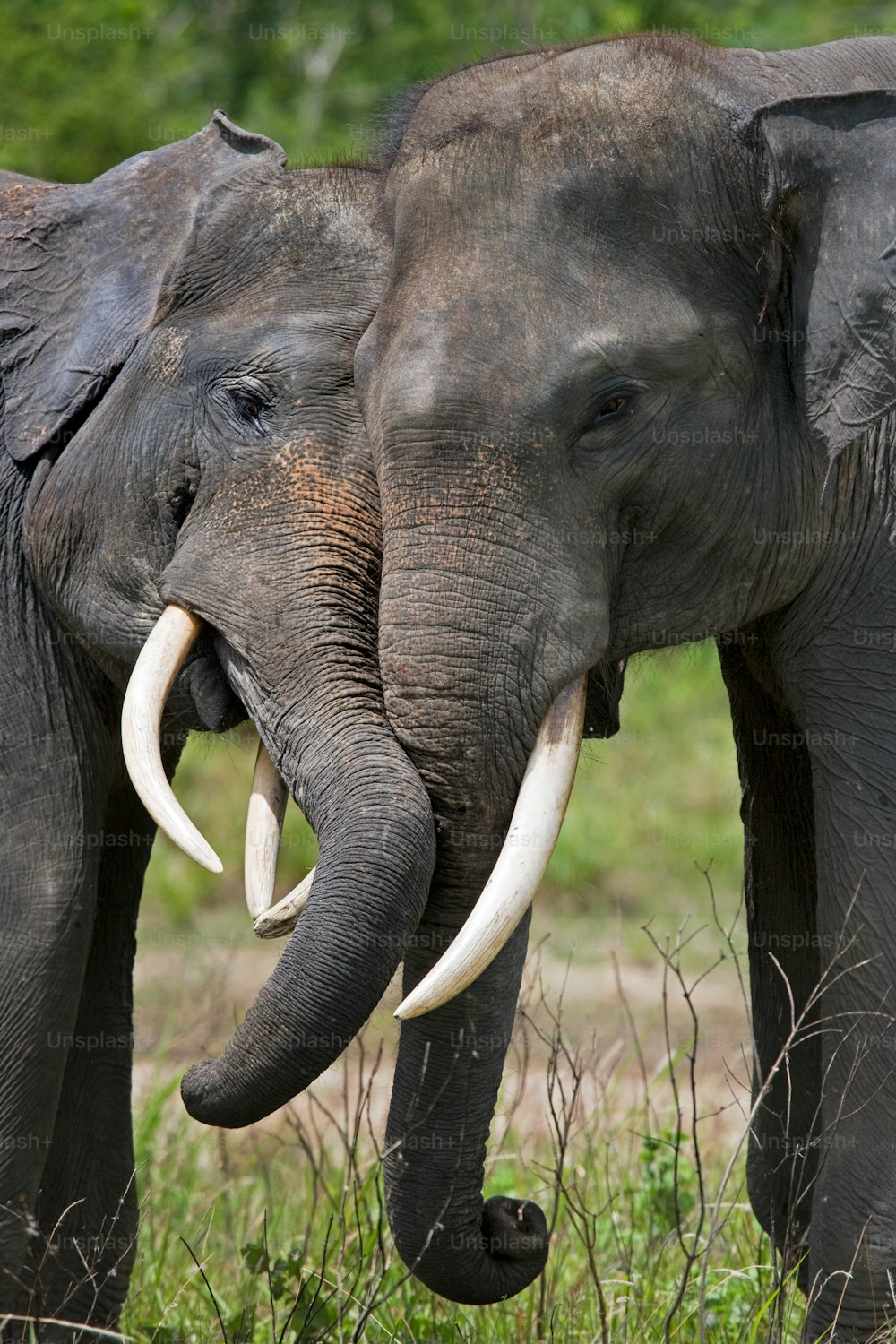 Dos elefantes asiáticos jugando entre sí. Indonesia. Sumatra. Camino Parque Nacional Kambas. Una excelente ilustración.