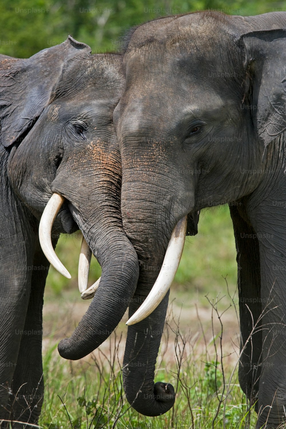 Two Asian elephants playing with each other. Indonesia. Sumatra. Way Kambas National Park. An excellent illustration.