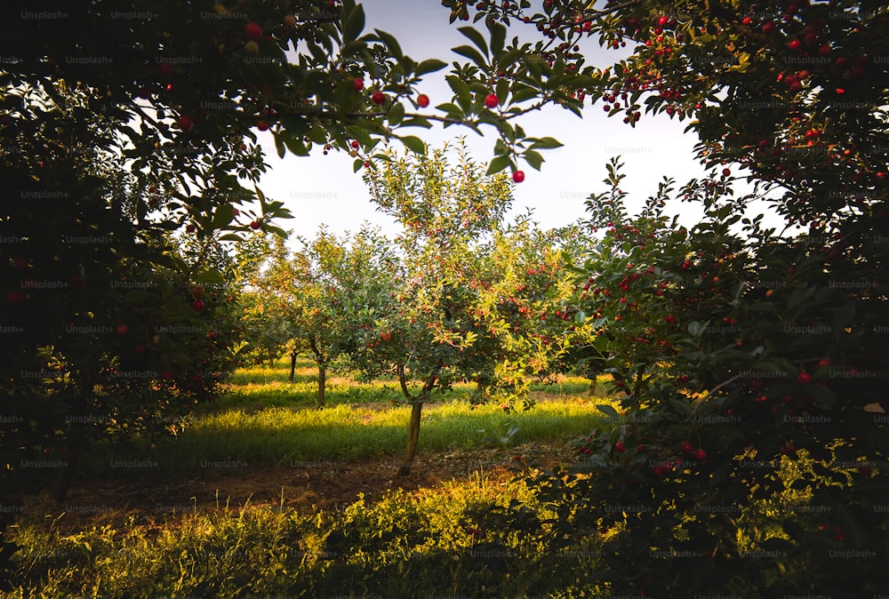 Red and sweet cherry trees in orchard - branch  in early summer