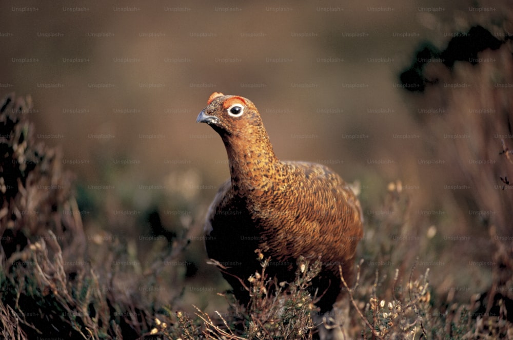 a brown bird standing on top of a lush green field
