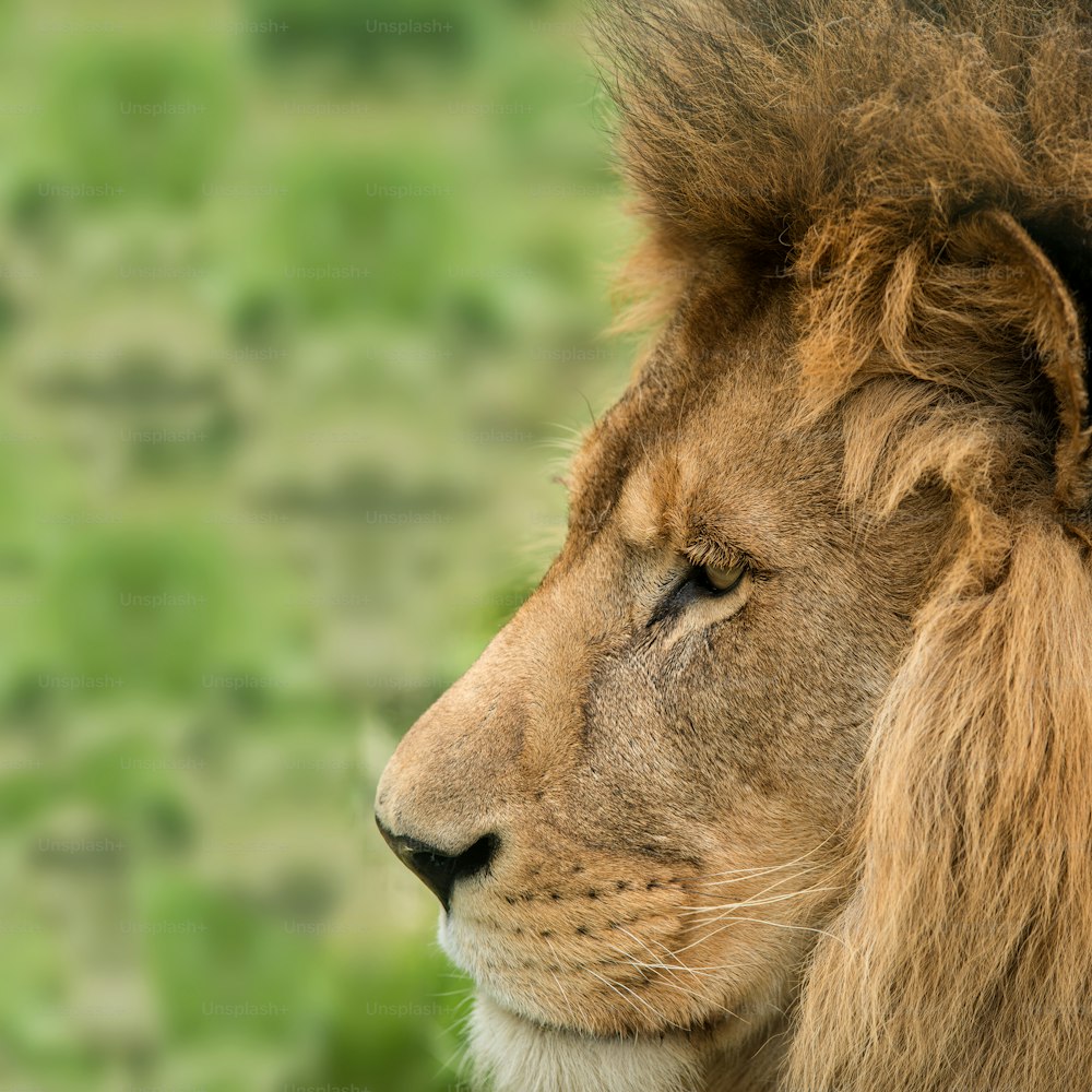 Impresionante imagen de retrato íntimo del Rey de la Selva Berbería Atlas León Panthera Leo