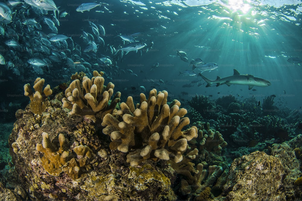 A seascape in Sipadan Island in Malaysia