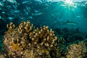 A seascape in Sipadan Island in Malaysia