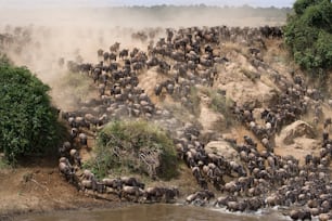 Los ñus corren hacia el río Mara. Gran Migración. Kenia. Tanzania. Parque Nacional Masai Mara. Una excelente ilustración.