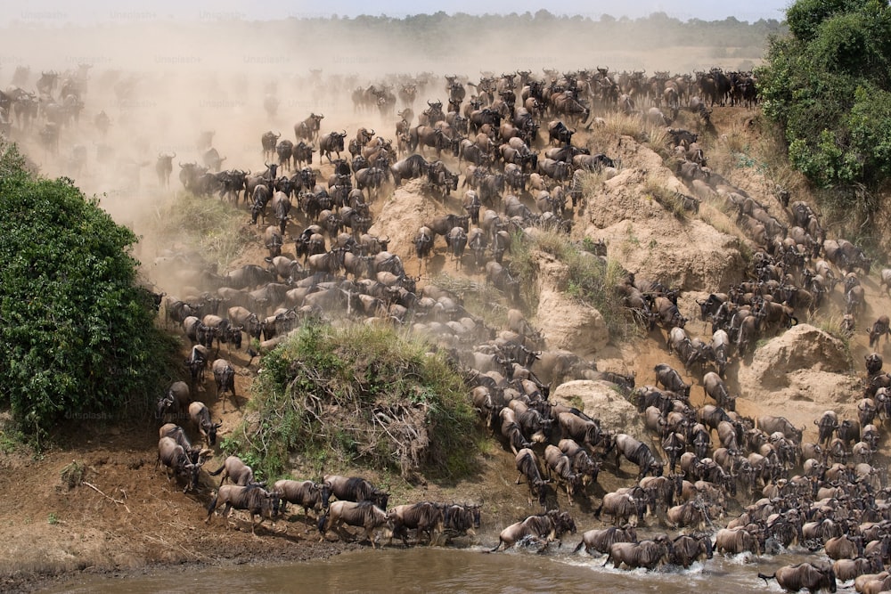 Gli gnu corrono verso il fiume Mara. Grande Migrazione. Kenia. Tanzania. Parco Nazionale del Masai Mara. Un'ottima illustrazione.