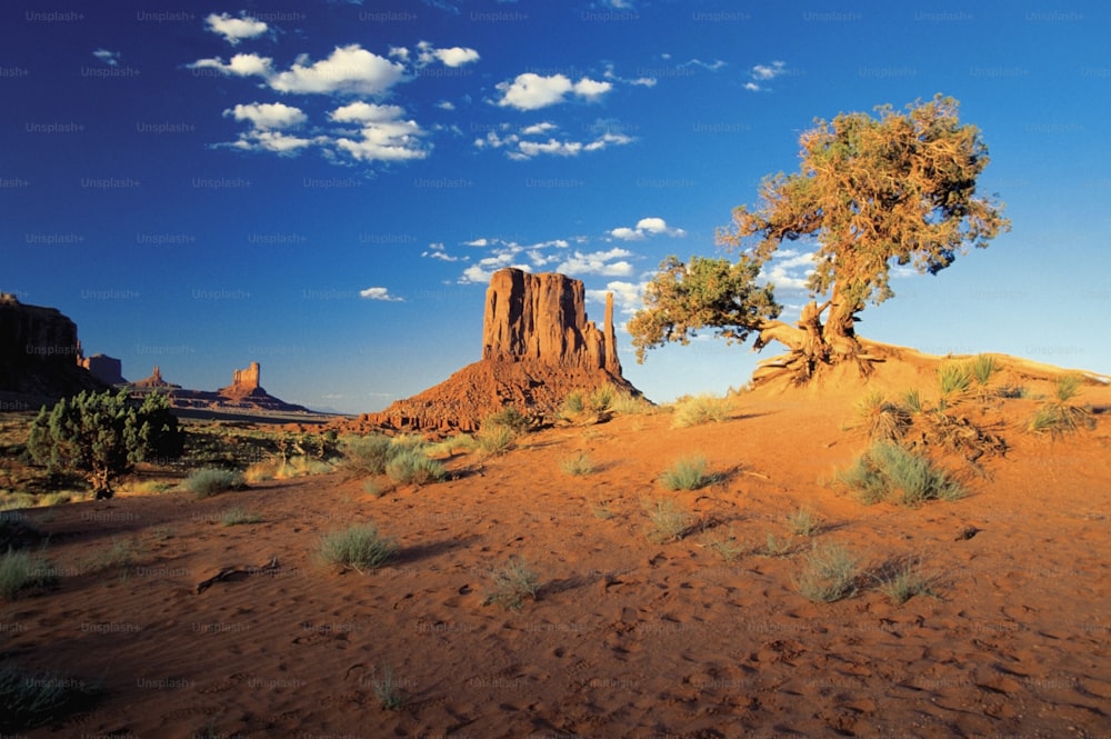 Un arbre solitaire au milieu d’un désert