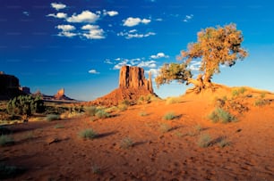 a lone tree in the middle of a desert