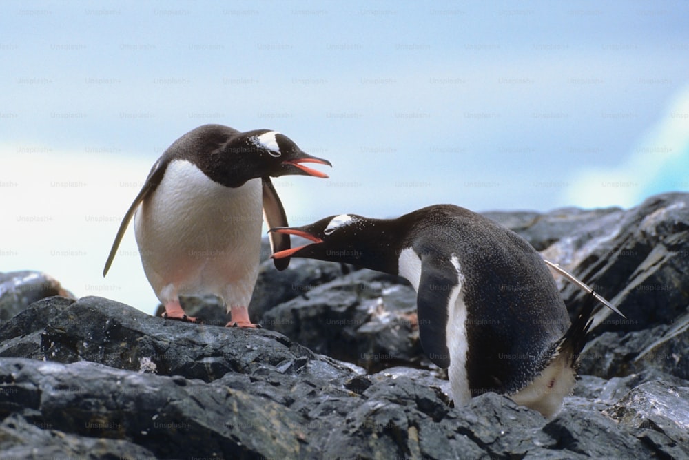 a couple of penguins standing on top of a pile of rocks