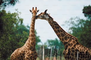 un couple de girafes debout l’un à côté de l’autre