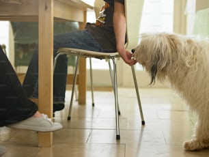 a person sitting at a table with a dog