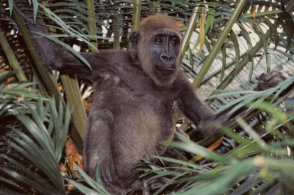 una scimmia seduta su un albero circondato da foglie