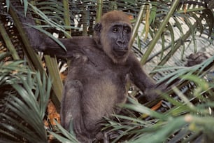 a monkey sitting in a tree surrounded by leaves