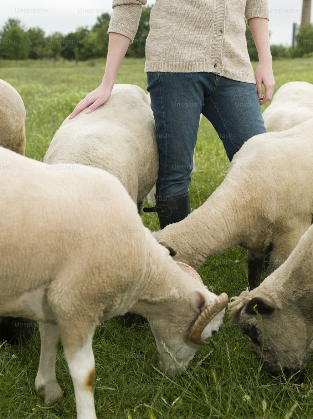 a person standing over a herd of sheep on a lush green field