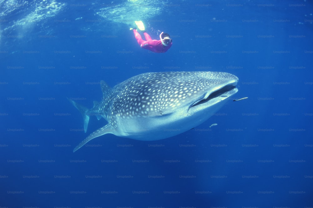 a man swimming next to a whale in the ocean