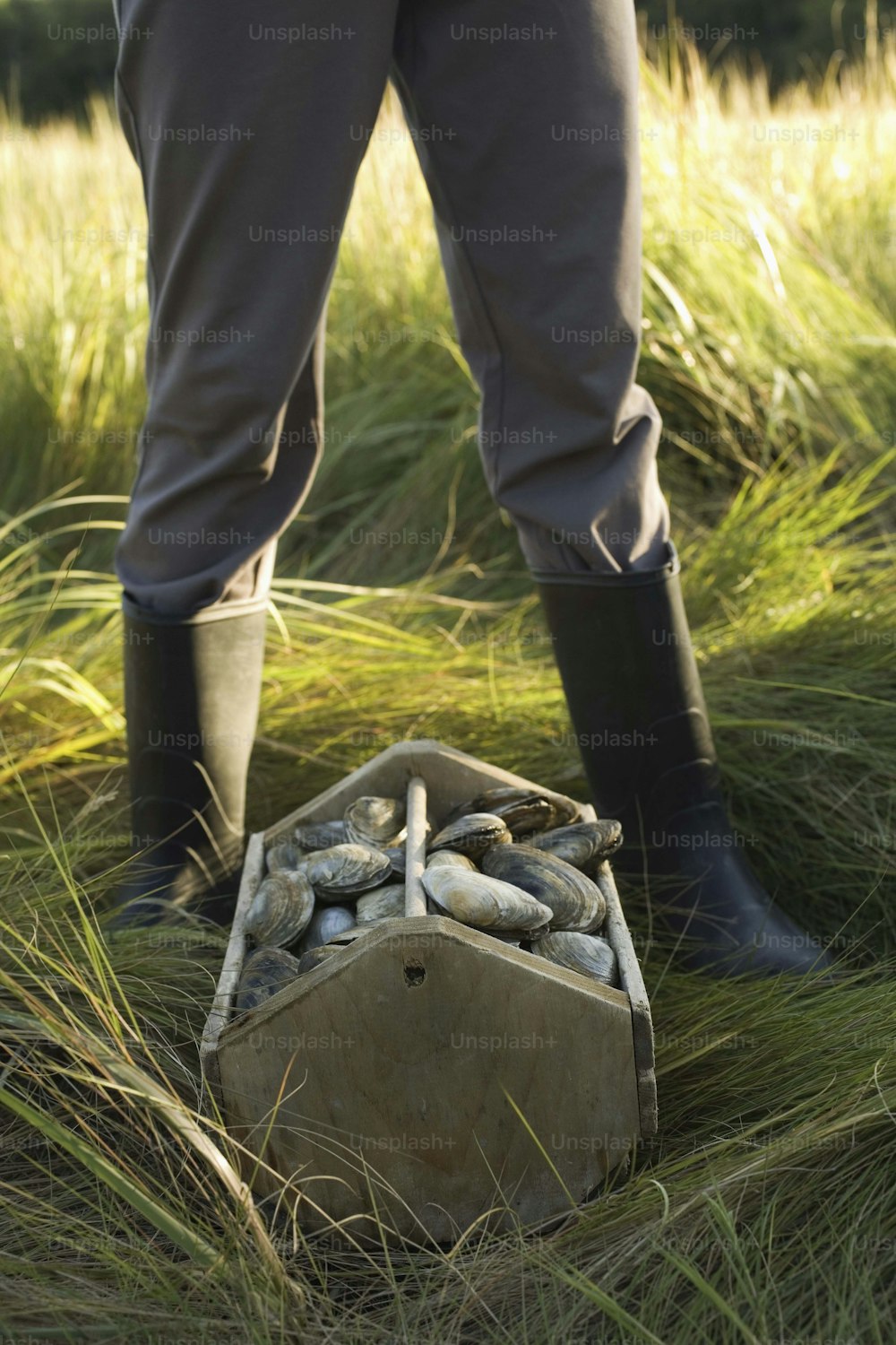 a person standing in a field with a box of potatoes