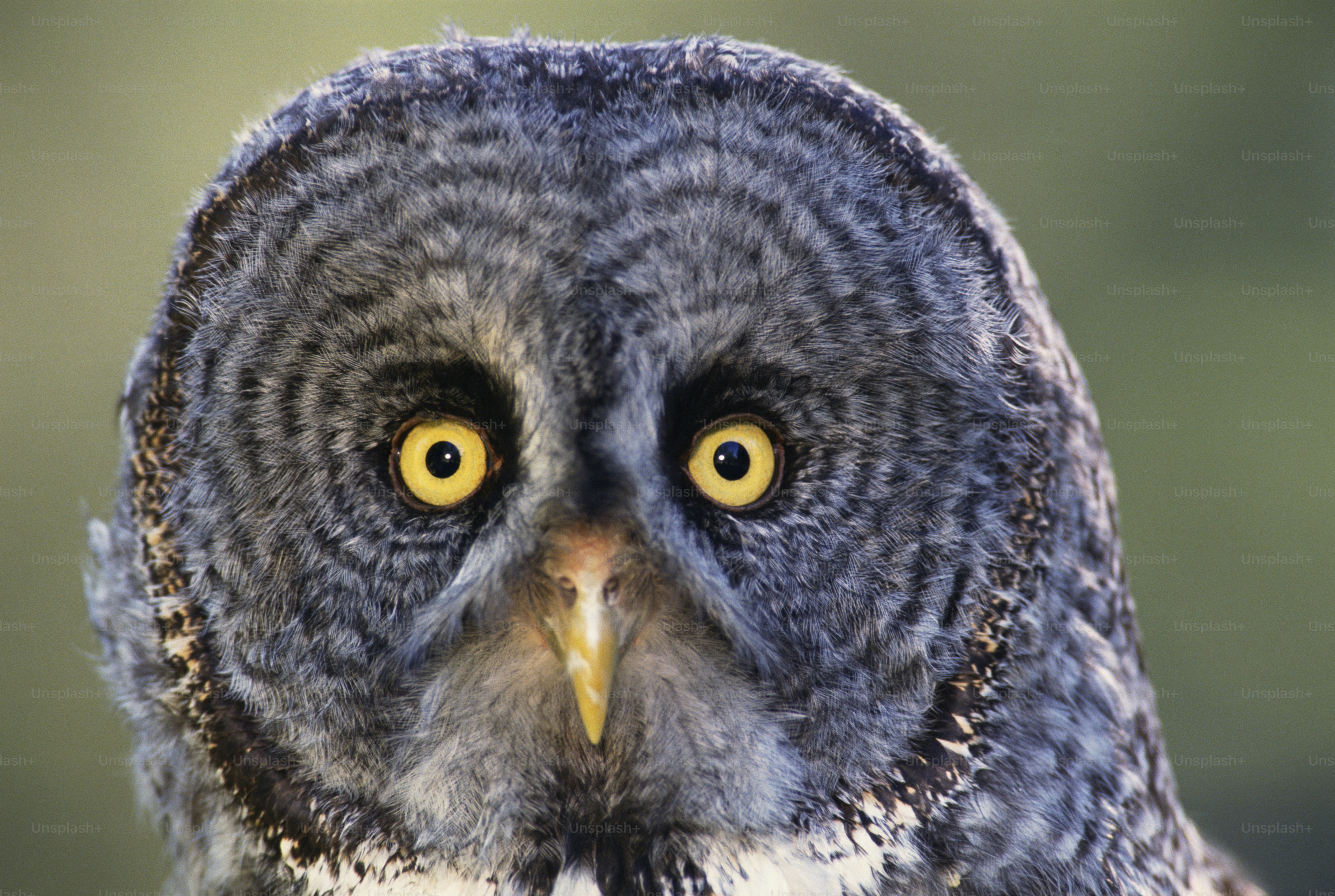 Imágenes de Cara De Buho | Descarga imágenes gratuitas en Unsplash, image size:3000x2013