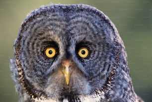 a close up of an owl with yellow eyes