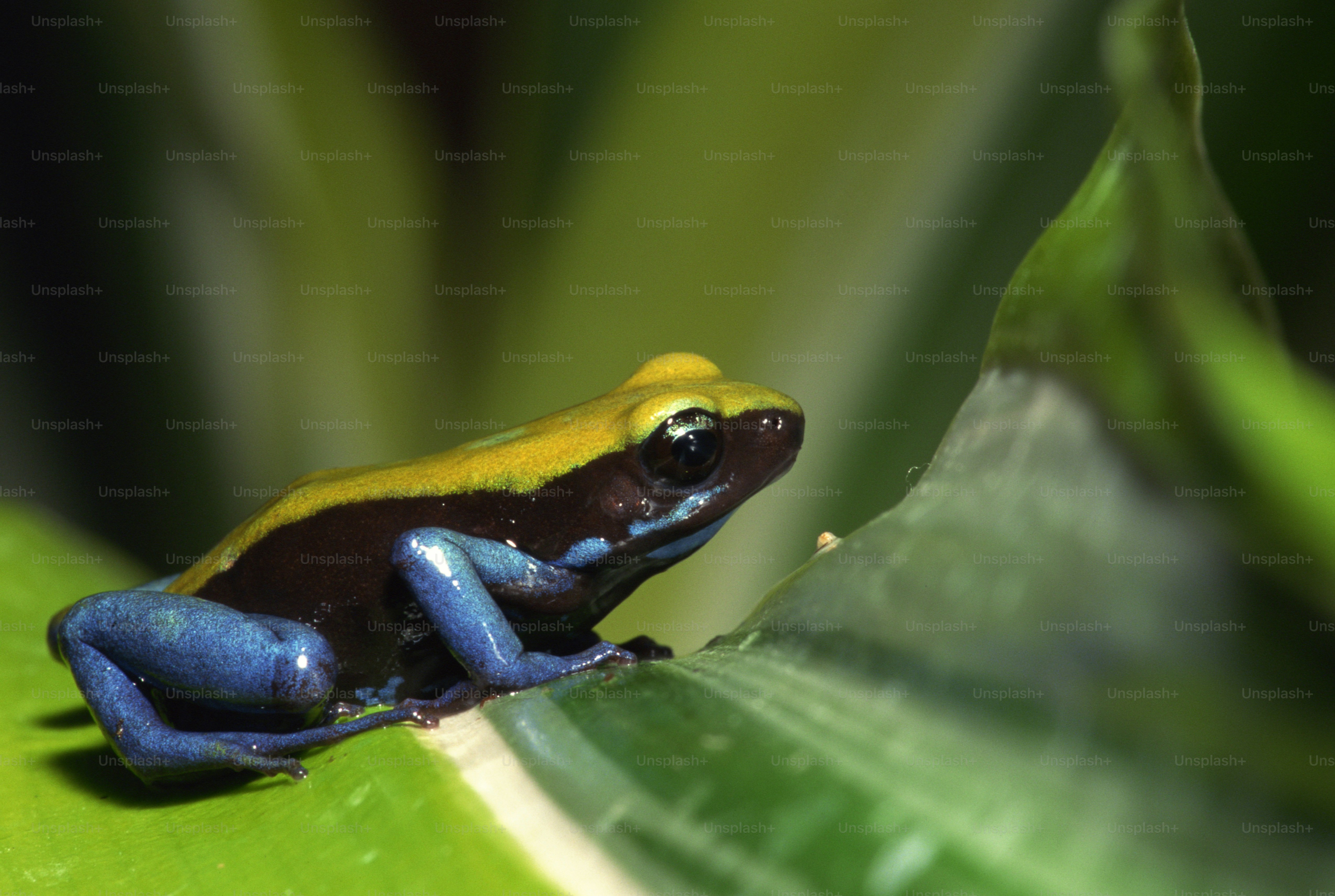 a blue and yellow frog sitting on top of a green leaf