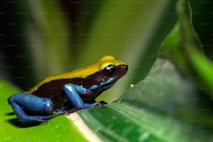 Una rana azul y amarilla sentada encima de una hoja verde
