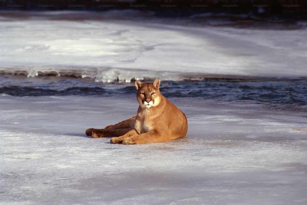 um gato está sentado na neve junto à água