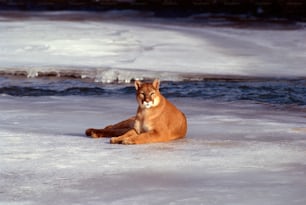 a cat is sitting in the snow by the water